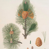 Pinus cembra = Siberian stone pine