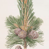 Pinus cembra = Siberian stone pine