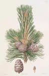 Pinus cembra = Siberian stone pine