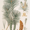 Pinus strobus = Weymouth pine