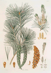 Pinus strobus = Weymouth pine