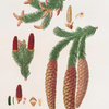 Pinus abies = Norway spruce fir