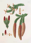 Pinus abies = Norway spruce fir