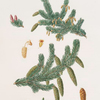 Pinus alba = Whit spruce fir