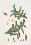 Pinus alba = Whit spruce fir