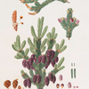 Pinus nigra = Black spruce pine