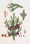 Pinus nigra = Black spruce pine