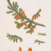 Pinus rubra = Newfoundland red pine