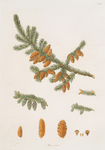 Pinus rubra = Newfoundland red pine