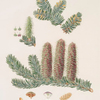 Pinus picea = Silver fir