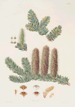Pinus picea = Silver fir