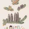 Pinus Balsamea = Balm of Gilead fir
