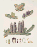 Pinus Balsamea = Balm of Gilead fir