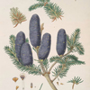 Pinus spectabilis = Purple-coned fir