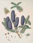 Pinus spectabilis = Purple-coned fir
