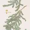 Pinus canadensis = Canada pine