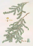 Pinus canadensis = Canada pine