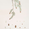 Pinus dumosa = Alpine fir