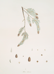 Pinus dumosa = Alpine fir
