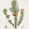 Pinus lanccolata = Broad-leaved fir