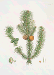 Pinus lanccolata = Broad-leaved fir