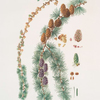 Pinus larix = Larch