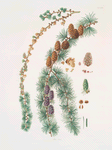 Pinus larix = Larch