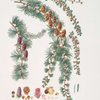 Pinus pendula = Black larch