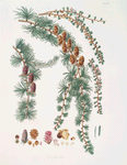 Pinus pendula = Black larch
