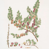 Pinus microcarpa = Red larch