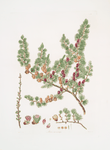 Pinus microcarpa = Red larch