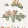 Pinus cedrus = Cedar of Lebanon