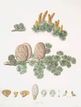 Pinus cedrus = Cedar of Lebanon