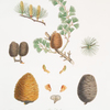 Pinus deodara = Indian cedar