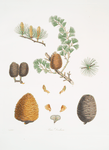 Pinus deodara = Indian cedar