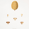 Pinus deodara (seeds)