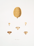 Pinus deodara (seeds)