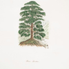 Pinus deodara (Full tree)