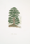Pinus deodara (Full tree)