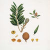 Dammara orientalis = Amboyna pitch tree