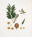 Dammara orientalis = Amboyna pitch tree