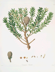 Dammara Australis = New Zealand pitch tree, or Cowrie