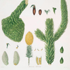 Araucaria imbricata = Chili pine