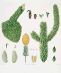 Araucaria imbricata = Chili pine