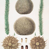 Araucaria imbricata (parts)