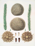 Araucaria imbricata (parts)