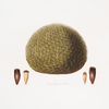Cone of Araucaria imbricata