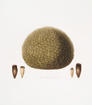 Cone of Araucaria imbricata