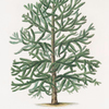 Araucaria imbricata  (fully grown tree, from Kiew Gardens)