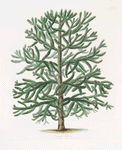 Araucaria imbricata  (fully grown tree, from Kiew Gardens)